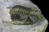 Uncommon Odontochile Trilobite - Lghaft, Morocco #146906-3